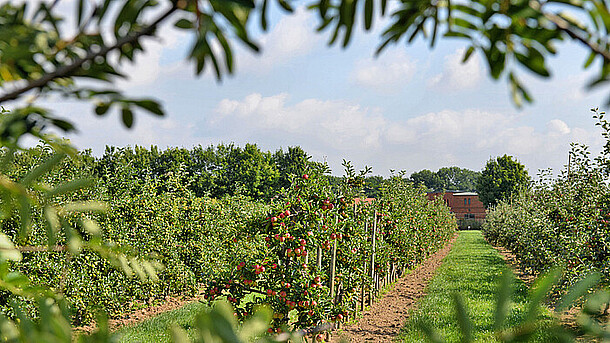 Eine Obstbaumplatage